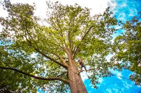 Best Tree Preservation Services  in Clive, IA