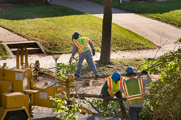 Why Choose Our Tree Removal Services in Clive, IA?