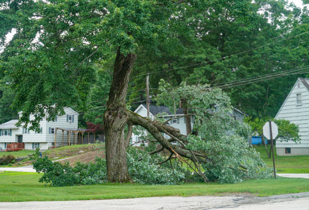 Best Lawn Dethatching  in Clive, IA